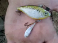 littlefish.webp