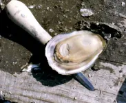 Apr80-08 Select Louisiana oyster 1200x896.webp