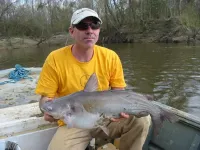Steve's blue cat 04Mar09_0003.webp