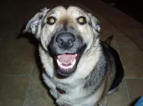 Molly the dog.webp