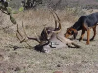 King Ranch.webp