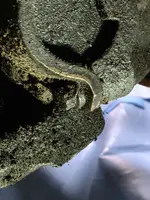 Clamp strap bolt #1.webp