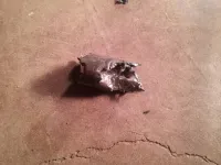 1363826499571.webp
