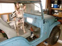 jeepdog2.webp