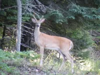 2013_0811boiblanc20130145.webp