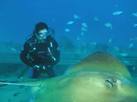 Aqua Zoo Ray.webp