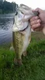 bream.webp