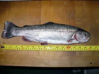 trout 1.webp