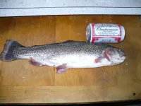 trout2.webp