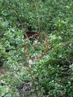 CO Deer.webp