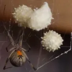 brown-widow-with-egg-sac-ap-phil-sandlin.webp