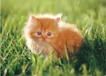 1350-30PCFLOORPUZZLE-KITTEN.webp