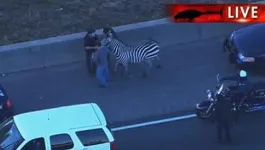 main_zebra.webp