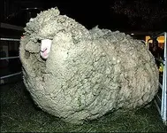 big-sheep.webp