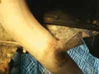 exhaustpipe2.webp