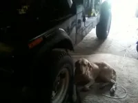 Jeepdog.webp