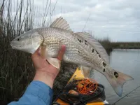 jeep n fish 014.webp