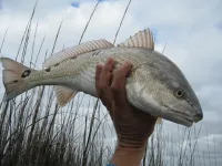 jeep n fish 015.webp