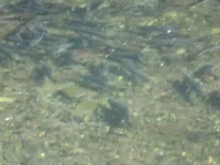 JR Alaska 108.webp
