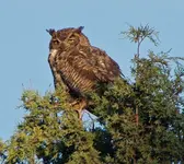GreatHornedOwl01Large_zps6ef57161.webp