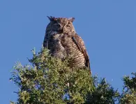 GreatHornedOwl05Large_zps223b4ec8.webp