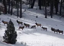 Elk12-21-2013_zps45ee9fdf.webp