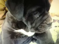 Pup6_zps4d08148d.webp