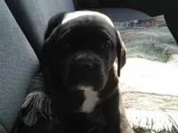 Pup5_zps6a2b907a.webp
