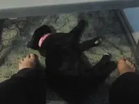 Pup11_zps5c790a55.webp