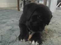 Pup7_zps22a2a280.webp