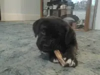 Pup8_zpsdc0de87e.webp