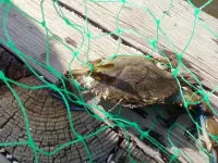 lbi28.webp