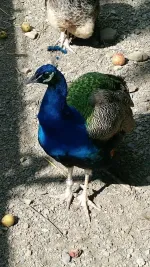 11198_zpssicijvgm.webp