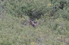 0050Moose.webp