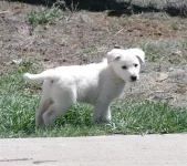 Koda2monthsold41.webp