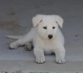 Koda2monthsold47.webp
