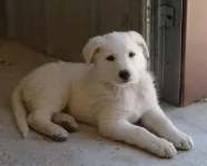 Koda2monthsold49.webp