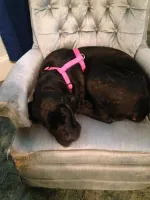Pooper1_zps6a5980ac.webp