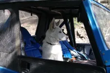 KodaintheJeep.webp