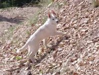 23Koda.webp