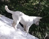 53KodaDeadwoodMtLarge.webp