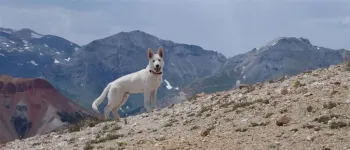 59Koda.webp