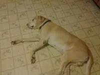 SleepySimba_zps088f3ed7.webp