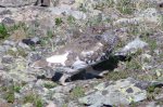 18WhiteTailedPtarmiganCropped_zpsf3c67443.jpg