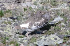 18WhiteTailedPtarmiganCropped_zpsf3c67443.webp
