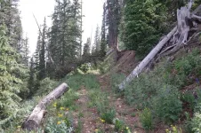 17trailonDeadwoodMt_zps00fa2fe9.webp