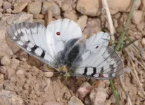 45moth_zps193b5a77.webp