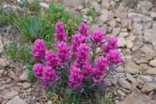 47IndianPaintbrush_zps28c380a5.webp