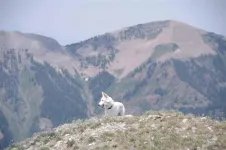 48KodaclimbingDeadwoodMt_zps04bc951d.webp
