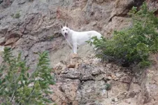 57KodaonGibbsPeak_zpse3c7348a.webp